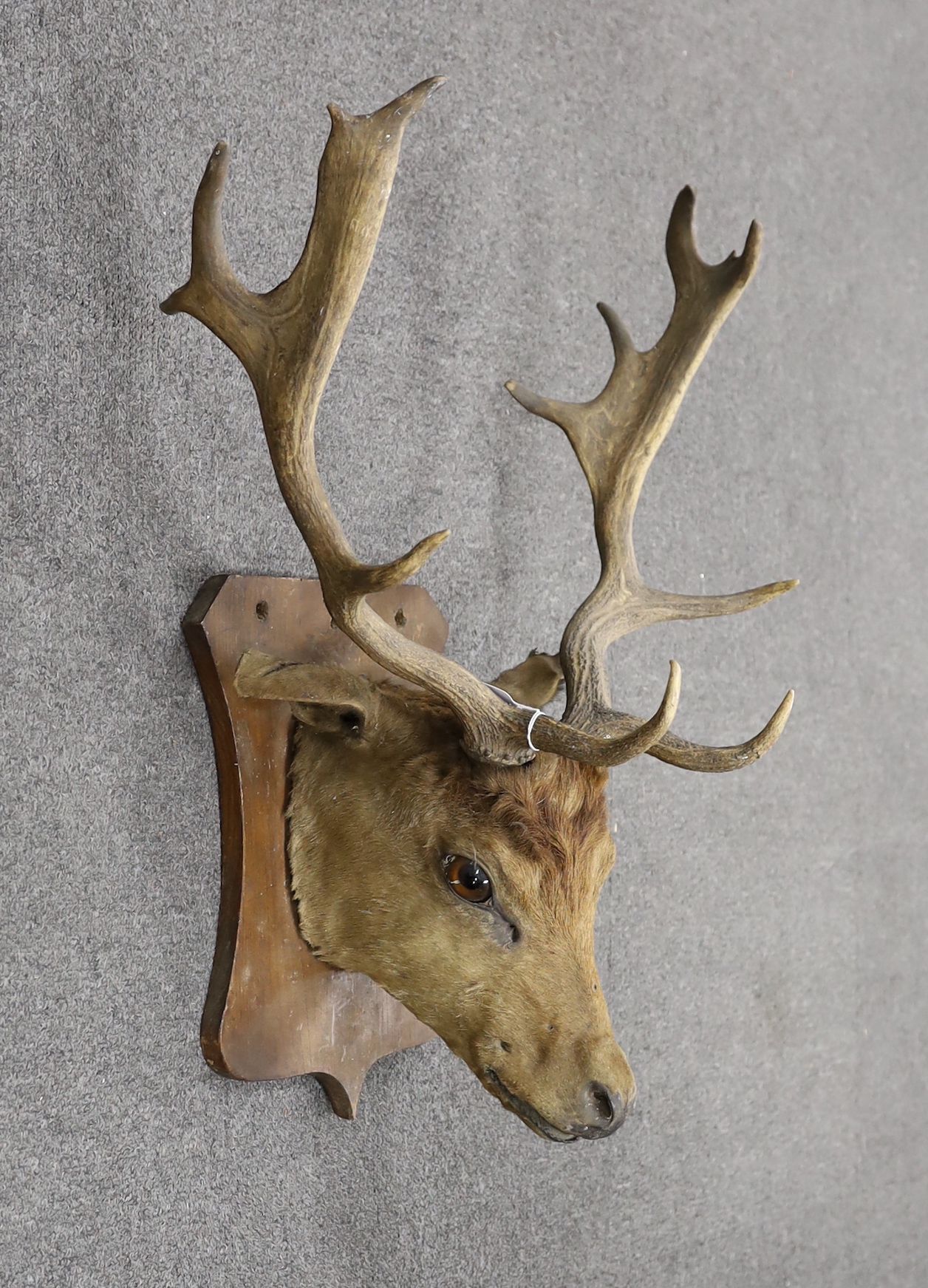 A taxidermic deer head mounted on shield shaped base and two pairs of antlers, largest 63cm in length